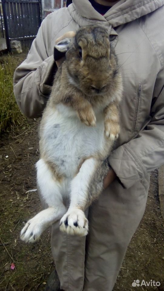 Кролик фландр купить на Зозу.ру - фотография № 2