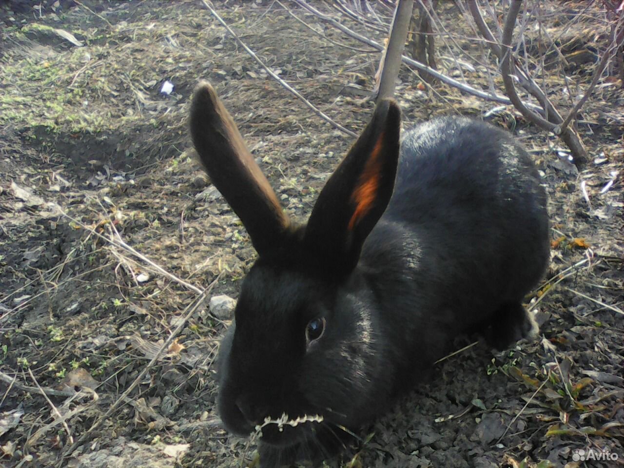 Купить Кроликов В Курганской Области