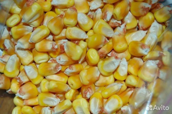 Кукуруза зерновая оптом и в розницу купить на Зозу.ру - фотография № 1