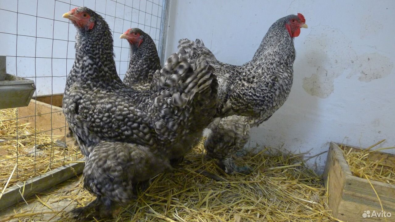 Где Купить Кур В Калуге