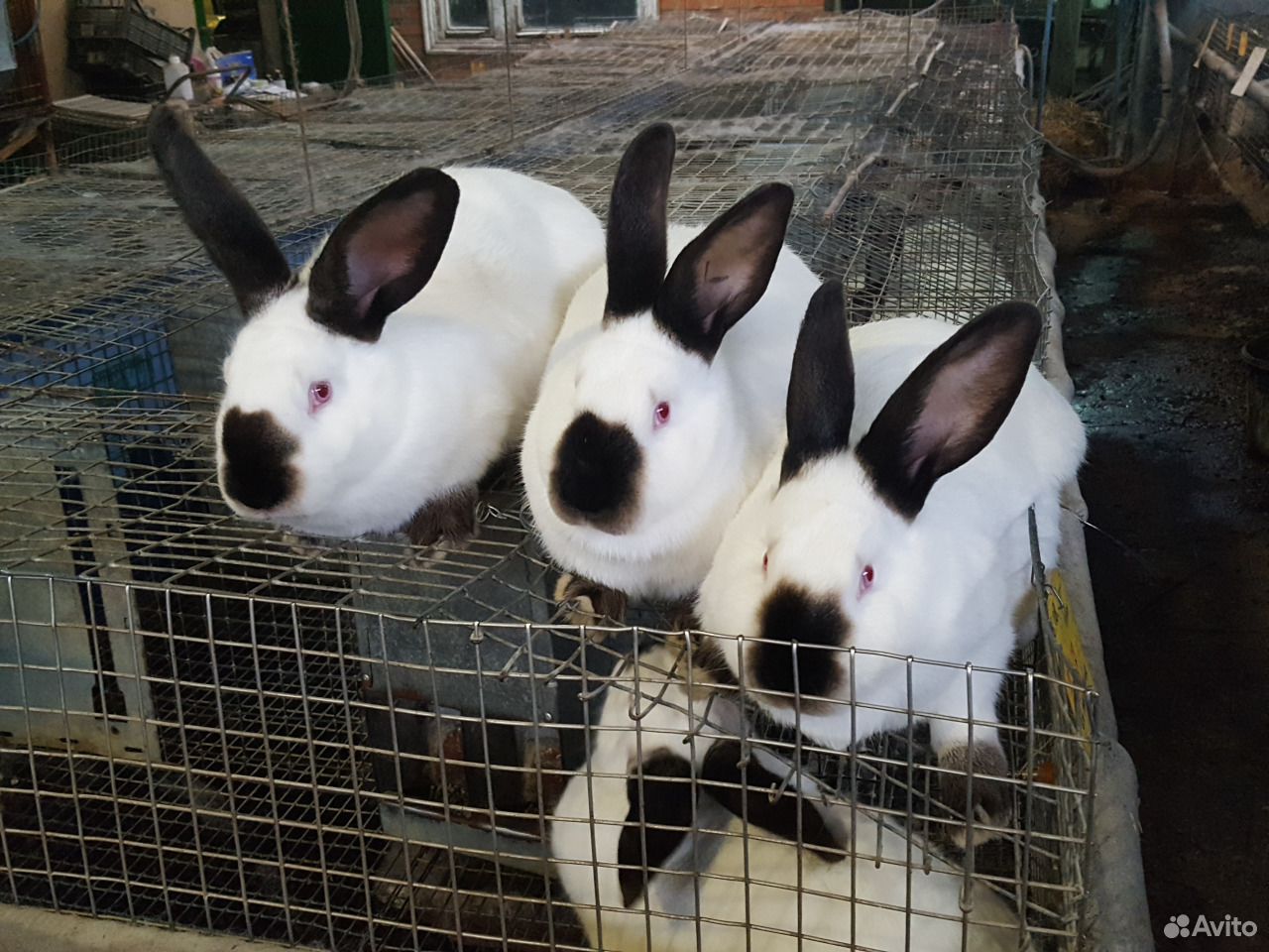 приют с британскими котятами. авито прохладный собаки. приют для кошек в невинномысске. авито прохладный животные. щенок американского кокер спаниеля 1 месяц.