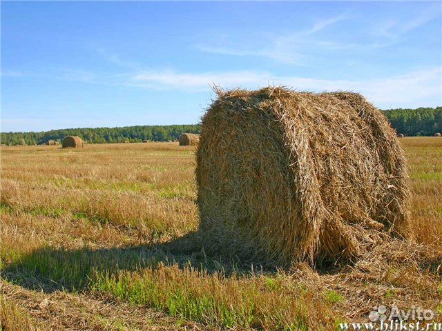 Сено полевое урожай 2020 г купить на Зозу.ру - фотография № 1
