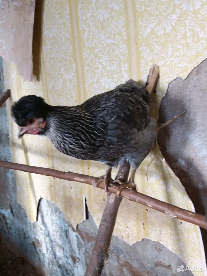 Цыплята от домашних курочек-несушек купить на Зозу.ру - фотография № 9