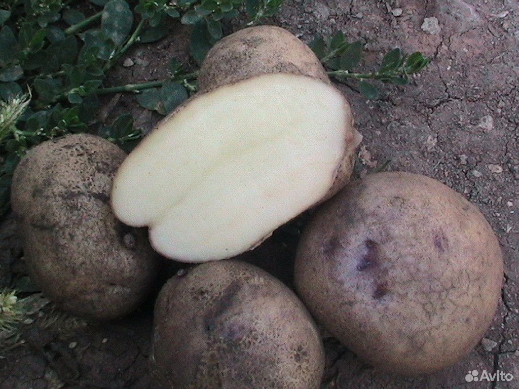 Посадка синеглазки картофель