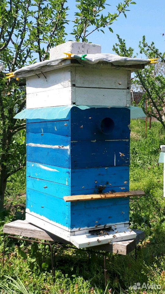 Пчелы. Карника купить на Зозу.ру - фотография № 1