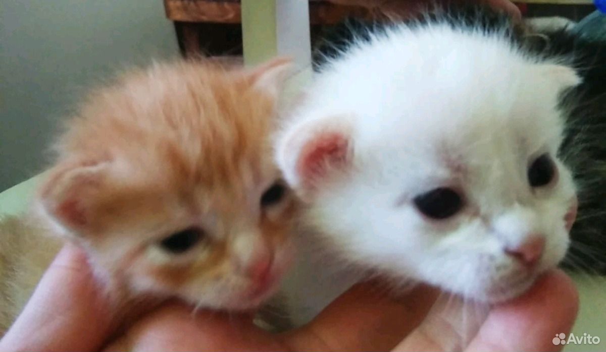 Котята белый, рыжий, полосатый купить на Зозу.ру - фотография № 3