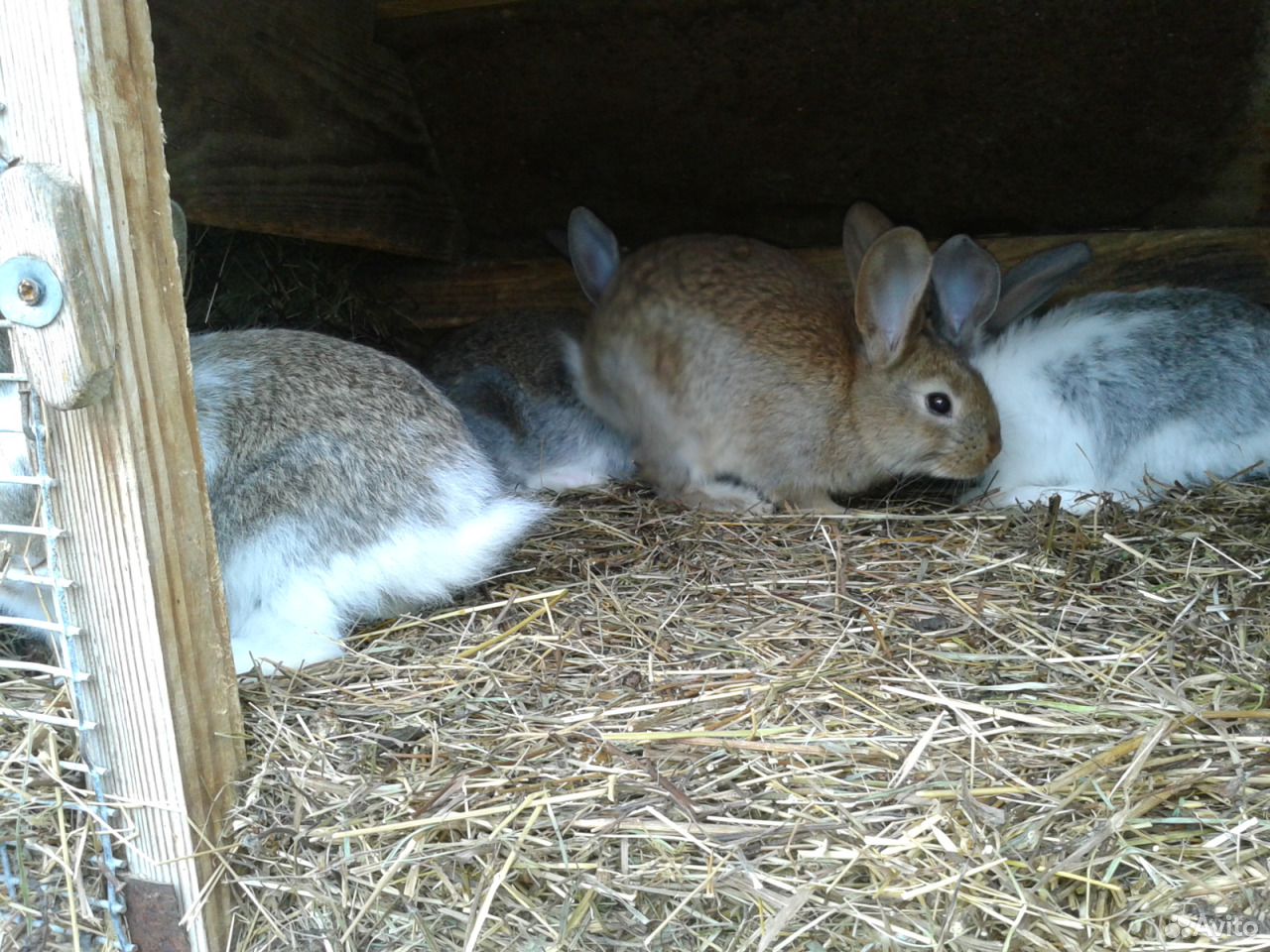 Купить кроликов воронежской. Купить кроликов в Самарской области. Покупка и продажа кролика цени. Продажа крольчат в Щёлково. Продажа кроликов в Смоленске.