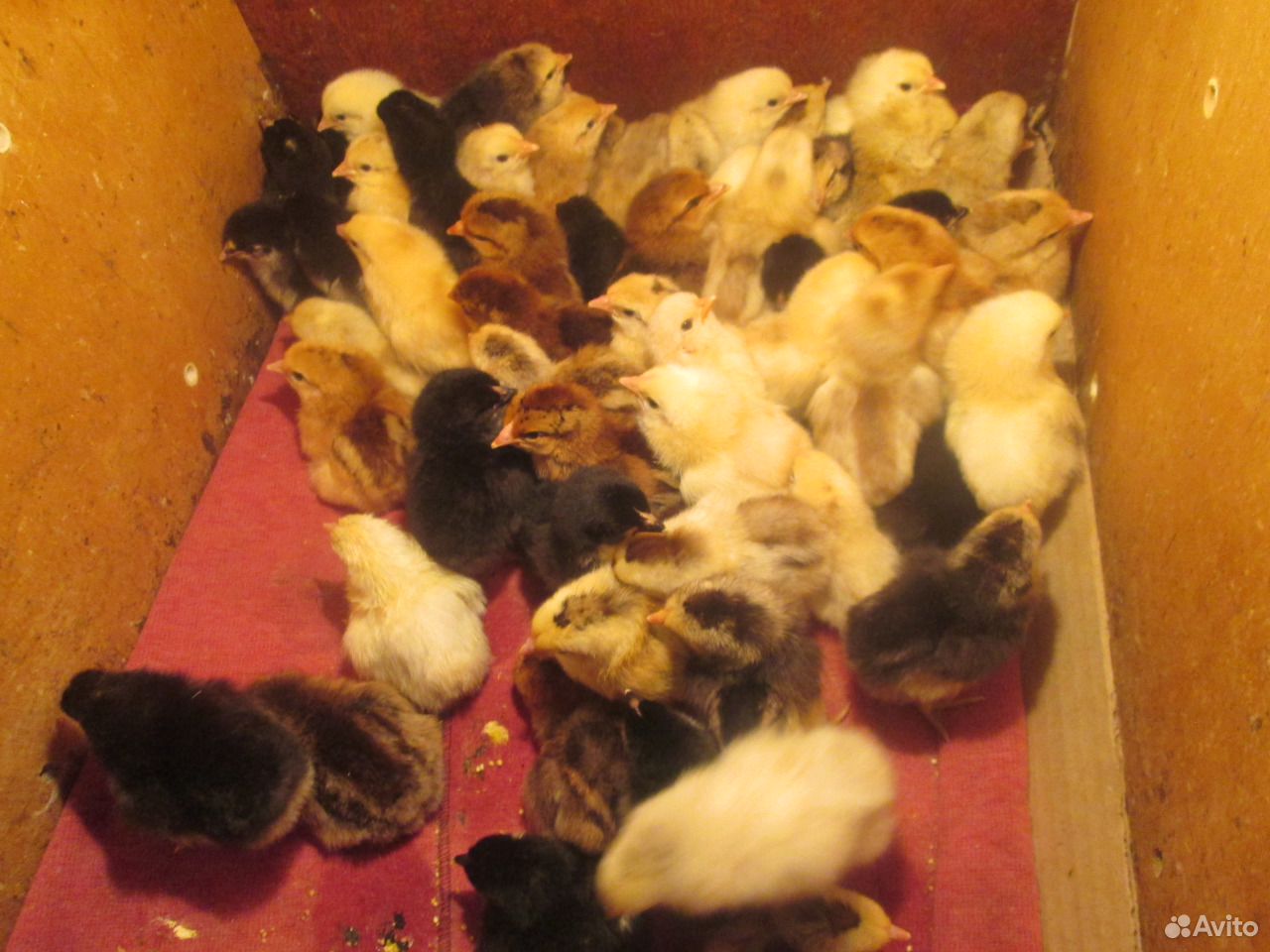 Цыплята от домашних кур-несушек купить на Зозу.ру - фотография № 3