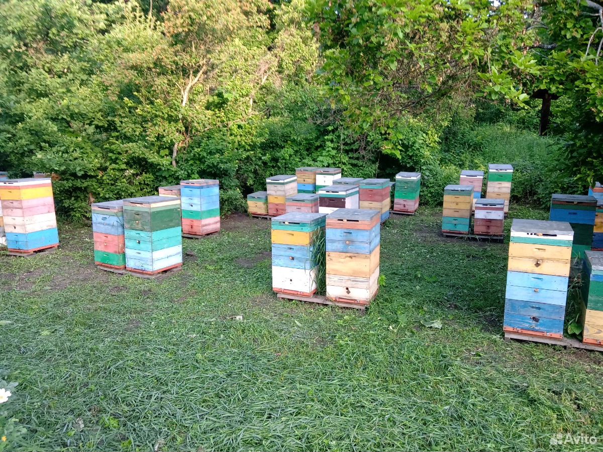 Пчелосемьи с ульями и медом купить на Зозу.ру - фотография № 3