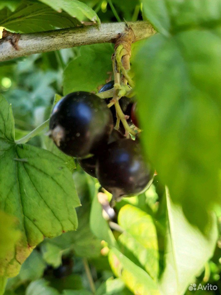 Продам ягоды черной, красной и белой смородины со купить на Зозу.ру - фотография № 3