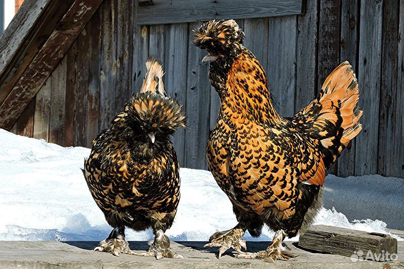 Цыплята- гуданы, алтайские бентамкибентамки купить на Зозу.ру - фотография № 2