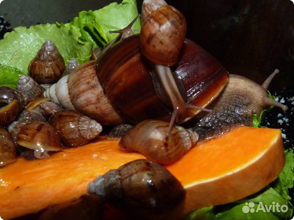 Съедобные улитки. Жирная улитка. Белковая смесь для улиток ахатин. Улитка ест арбуз. Что кушают улитки ахатины.