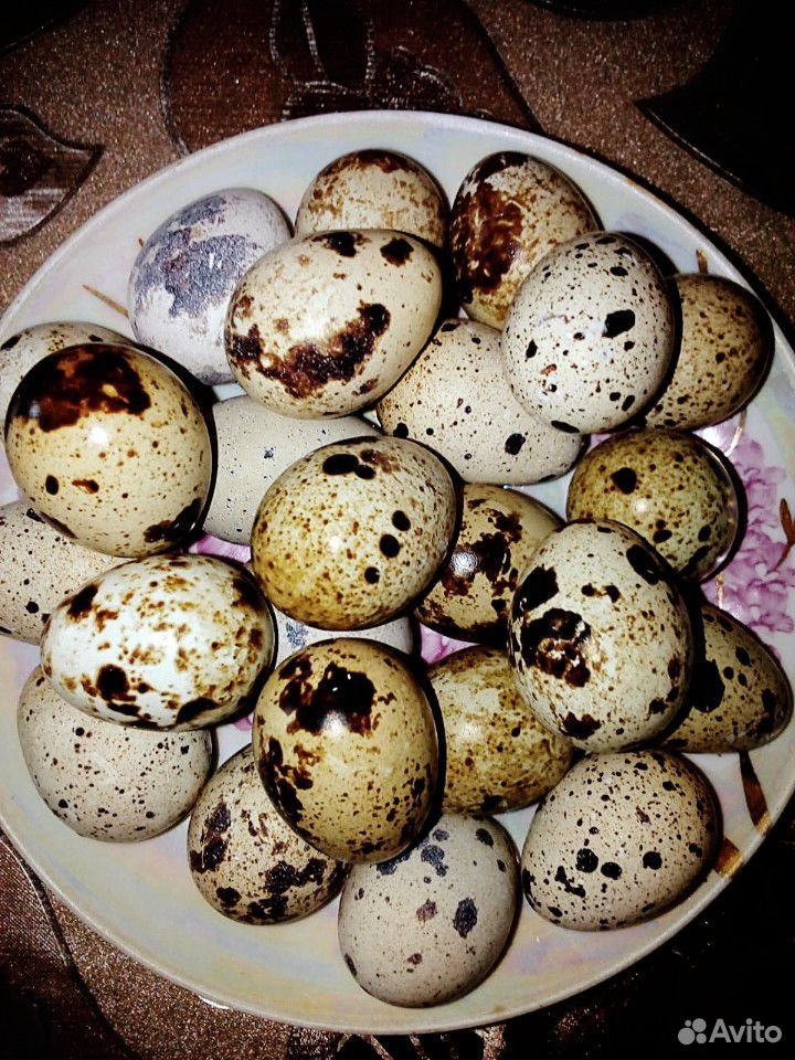 Перепелиные яйца для вашего здоровья купить на Зозу.ру - фотография № 1
