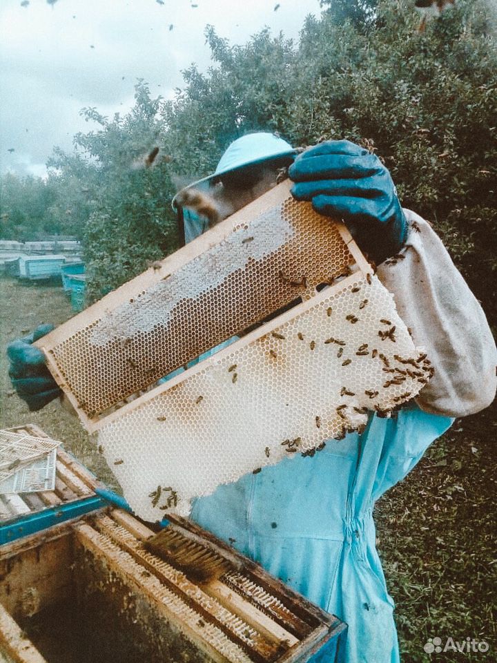 Мёд (разнотравье луговое) купить на Зозу.ру - фотография № 5