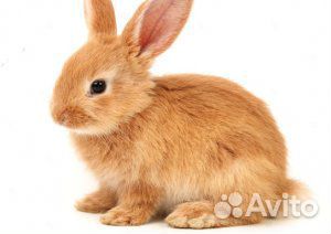Продаётся два кролика на развод самка и самец рыжи купить на Зозу.ру - фотография № 1