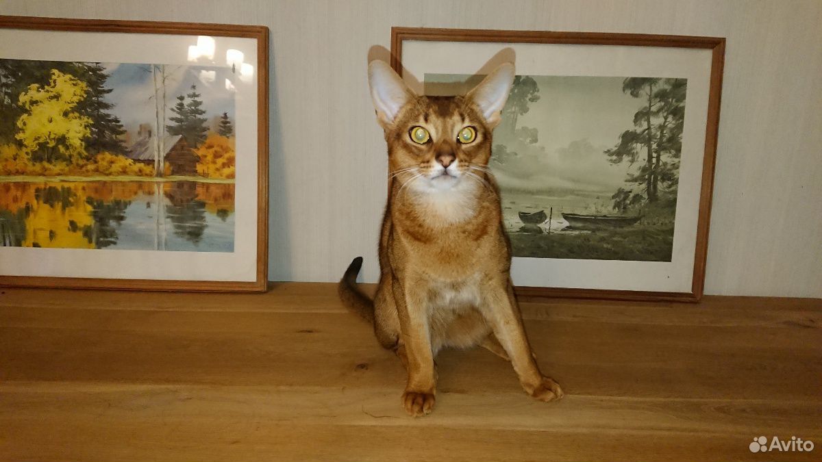 Абиссинский кот для вязки купить на Зозу.ру - фотография № 2
