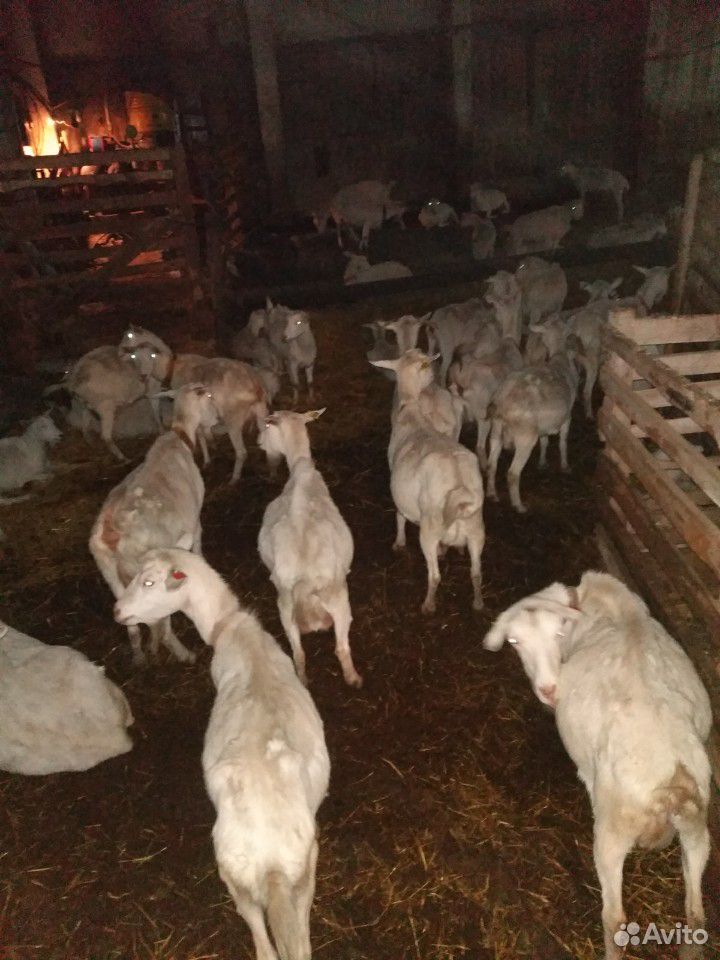 Козлики валушки,козочки,овцы,на мясо и на племя купить на Зозу.ру - фотография № 3