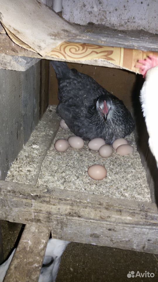 Яйцо куриное пищевое купить на Зозу.ру - фотография № 1