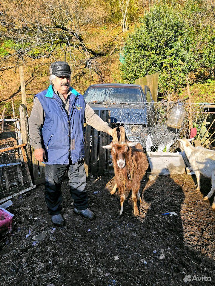 Бараны и козы купить на Зозу.ру - фотография № 7