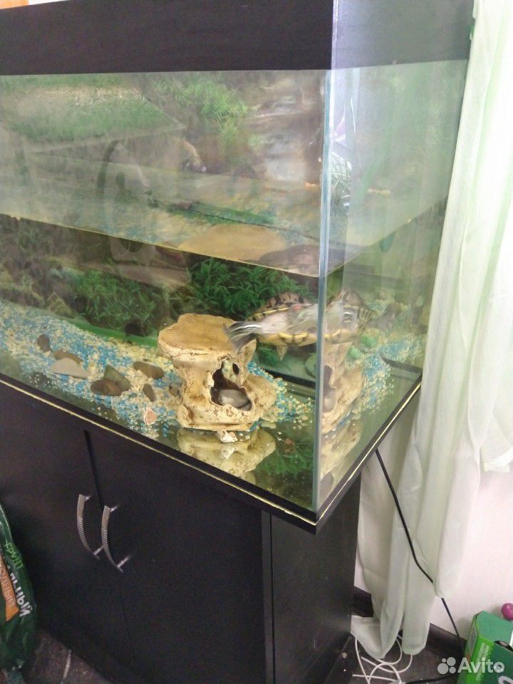 Продам аквариум с красноухой черпахой купить на Зозу.ру - фотография № 4