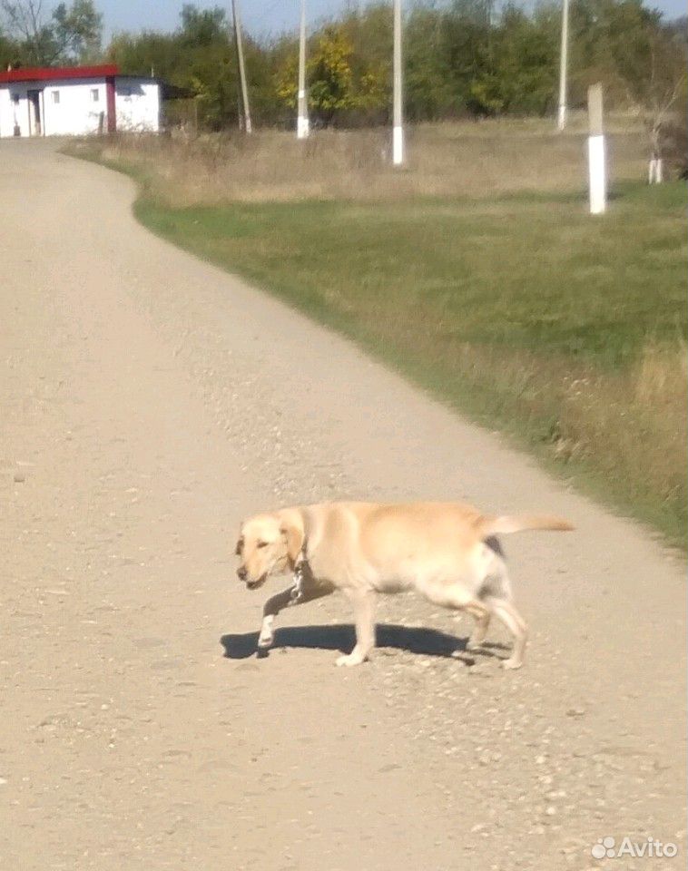 Собака лабрадор купить на Зозу.ру - фотография № 2