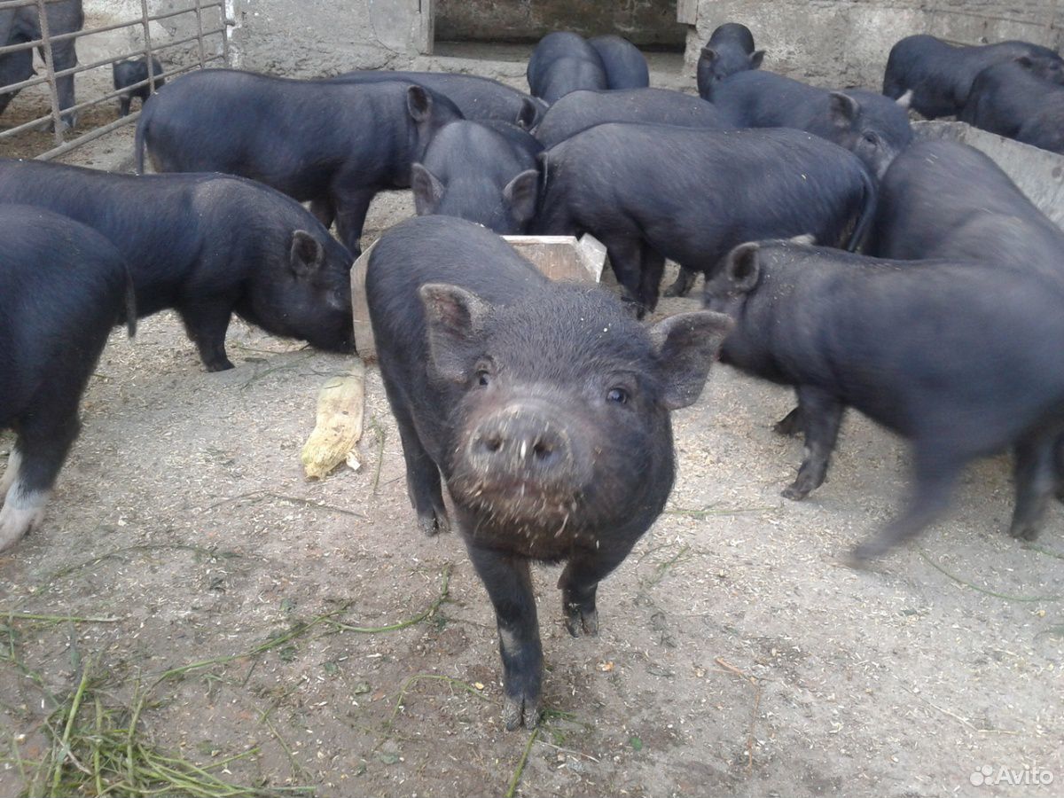 Мясо вьетнамских свиней купить на Зозу.ру - фотография № 1
