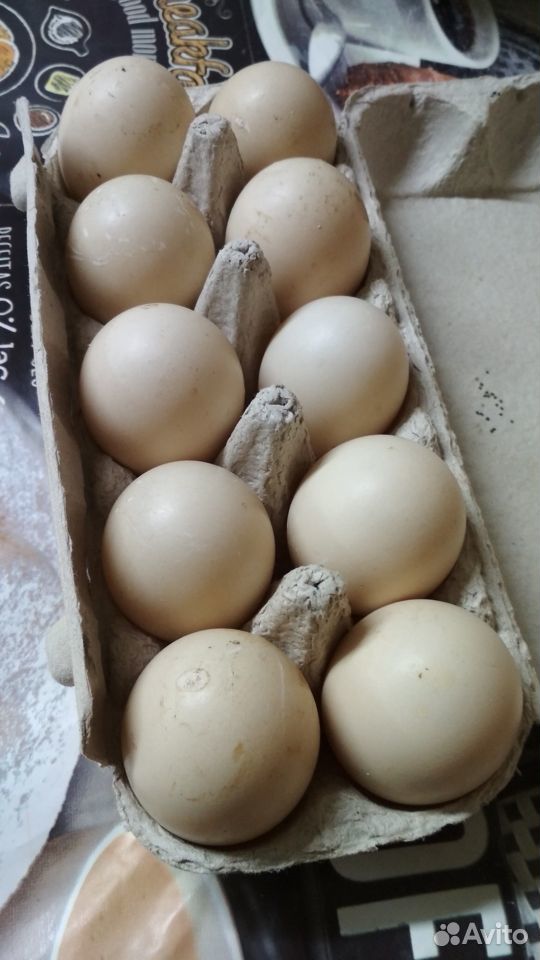 Инкубационные яйца мускусной утки (индоутки) купить на Зозу.ру - фотография № 2