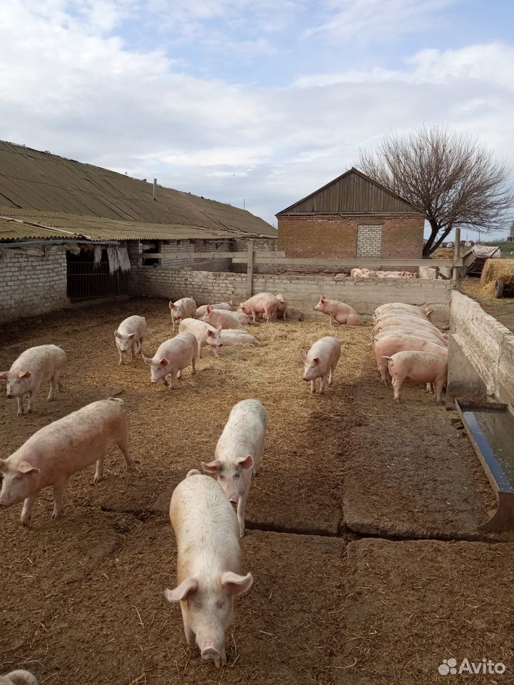 Продаются свиньи на мясо населению купить на Зозу.ру - фотография № 3