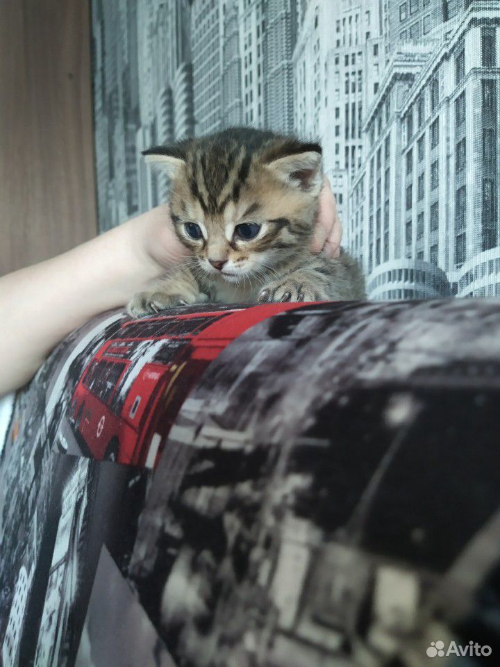 Отдам котёнка в хорошие руки купить на Зозу.ру - фотография № 4