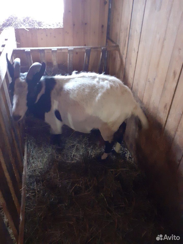 Козлята от 10 литровой козы купить на Зозу.ру - фотография № 2