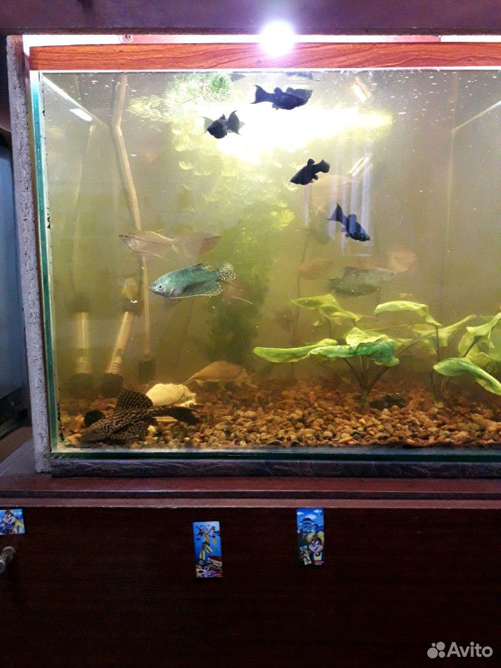 Аквариумные рыбки с аквариумом купить на Зозу.ру - фотография № 1
