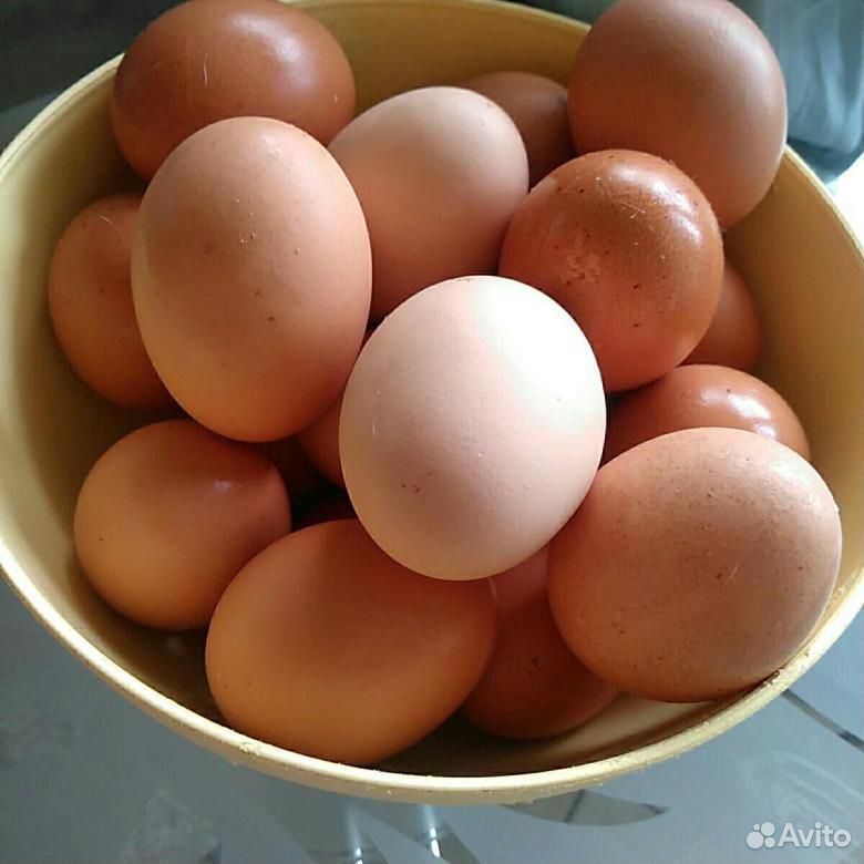 Домашнее свежее яйцо купить на Зозу.ру - фотография № 1