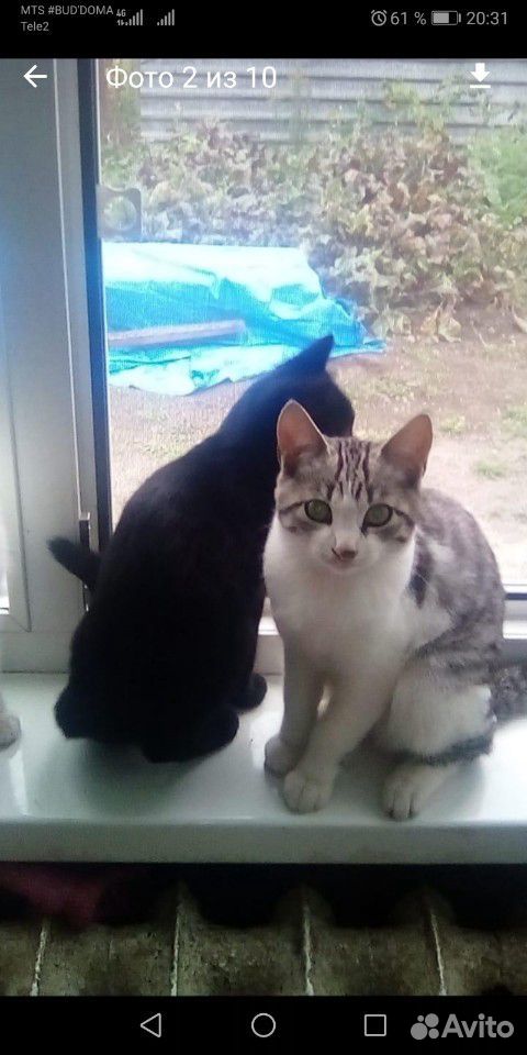 Кошка чёрная и два кота серых купить на Зозу.ру - фотография № 4