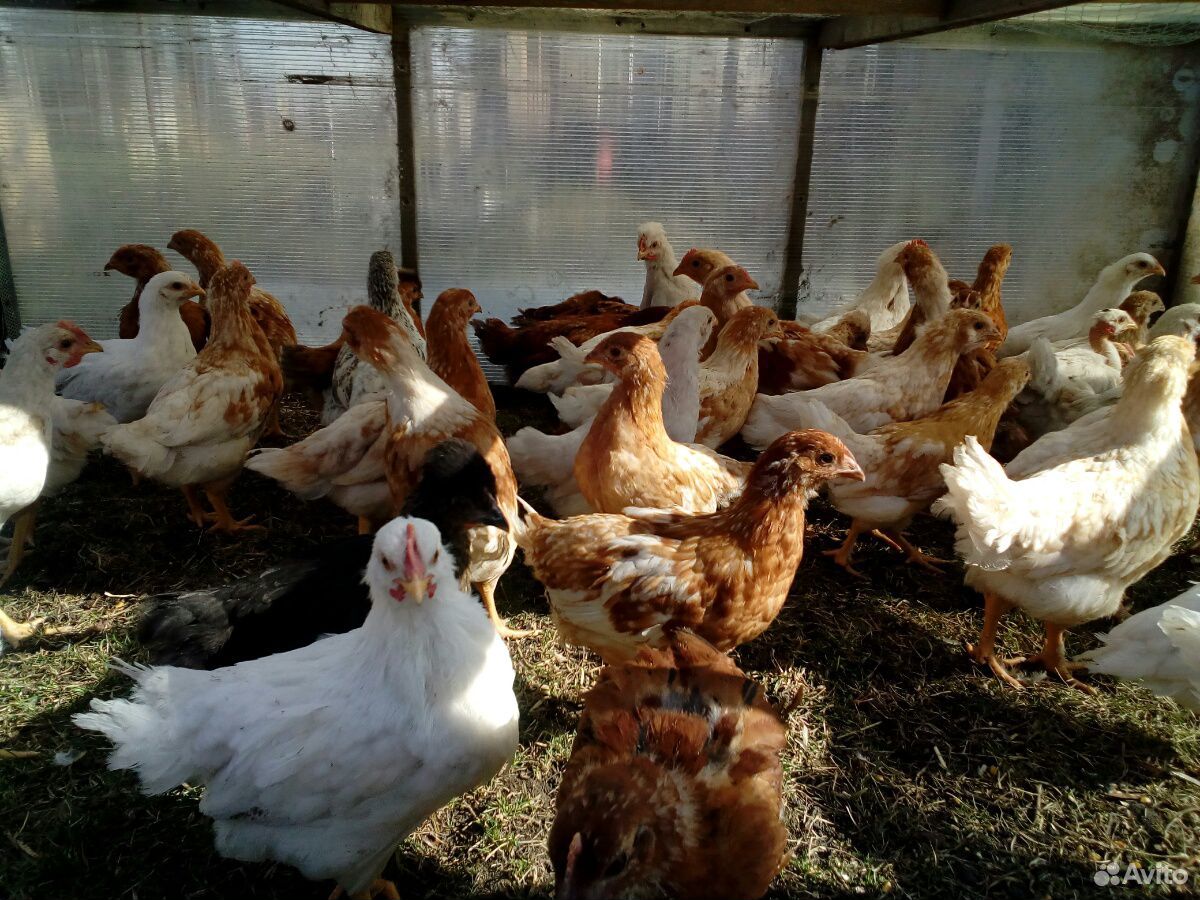 Цыплята от кур-несушек, подрощеные купить на Зозу.ру - фотография № 1
