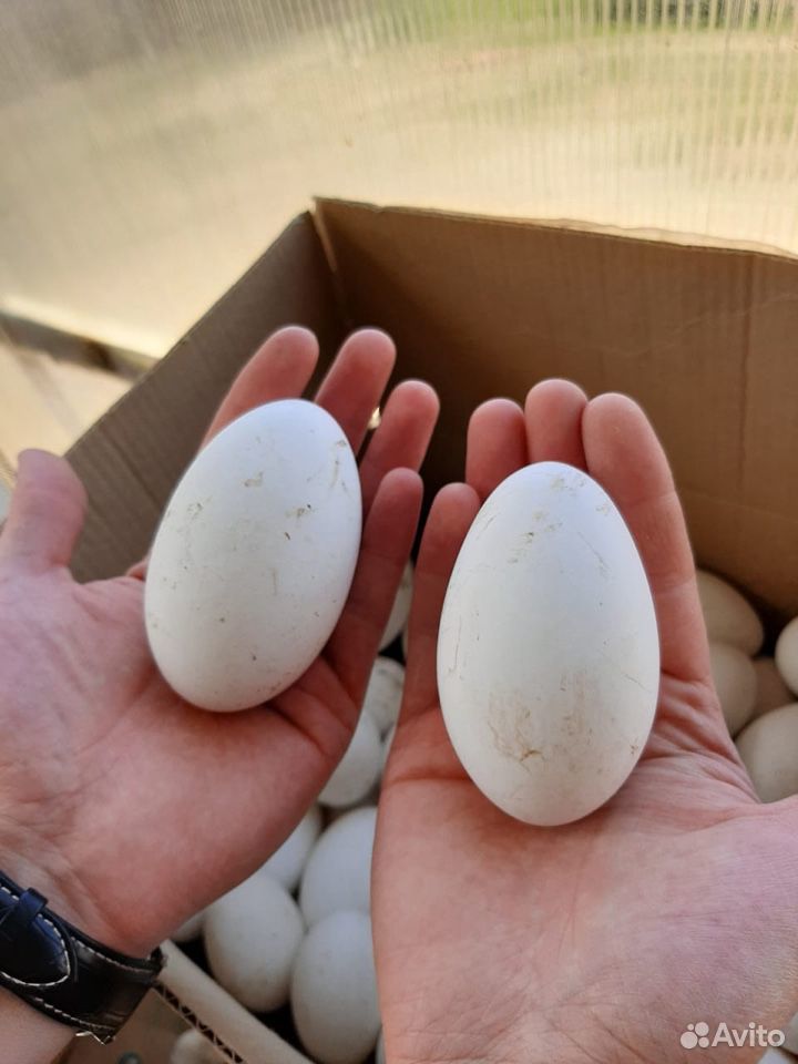 Гусиные яйца купить на Зозу.ру - фотография № 2