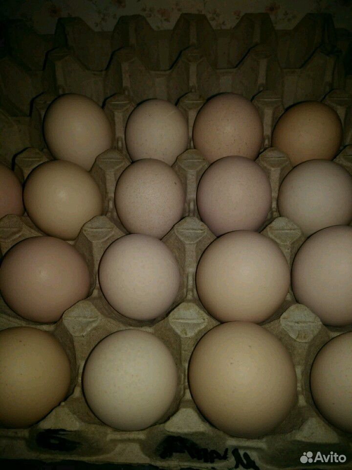Яйца инкубационные орпингтона купить на Зозу.ру - фотография № 1