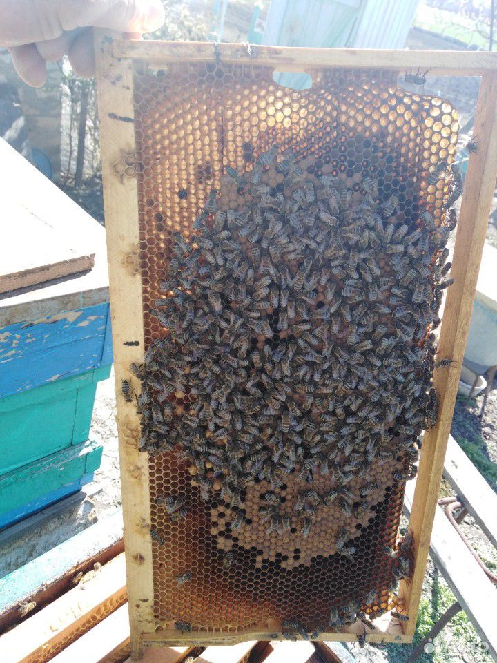 Продаю пчёл породы карпатка купить на Зозу.ру - фотография № 3