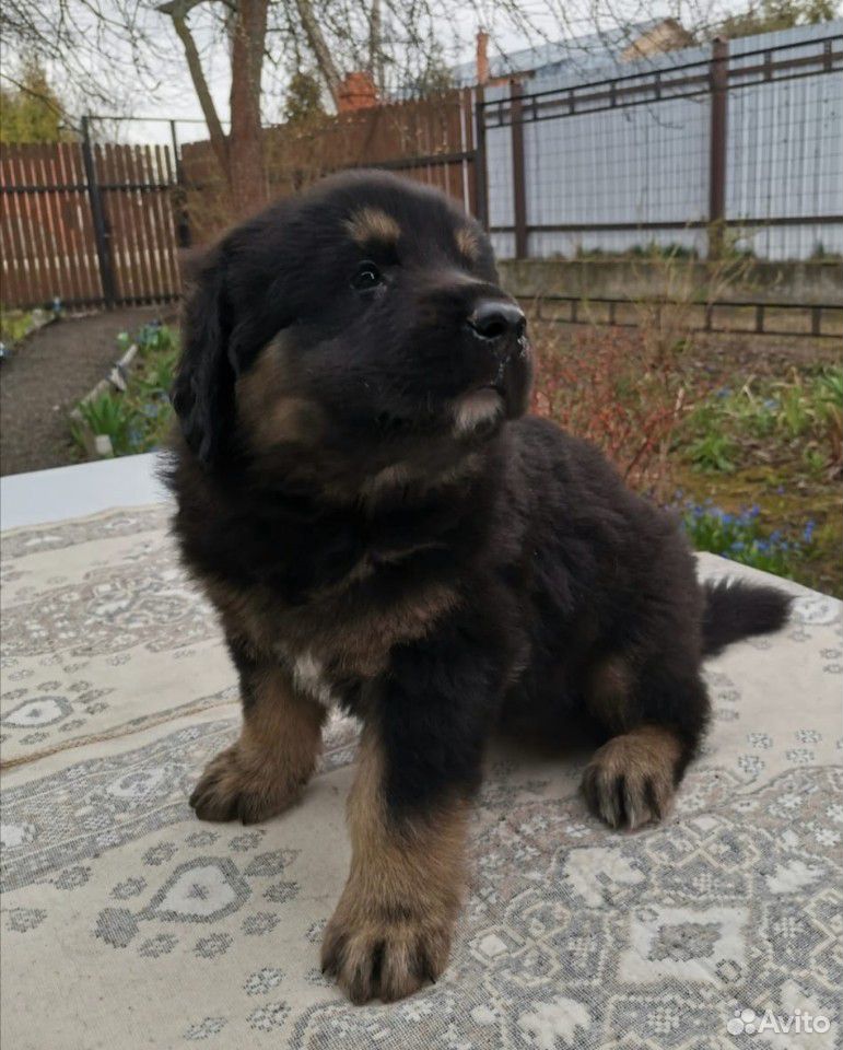 Щенки Хотошо (Бурят- монгольская собака) купить на Зозу.ру - фотография № 9