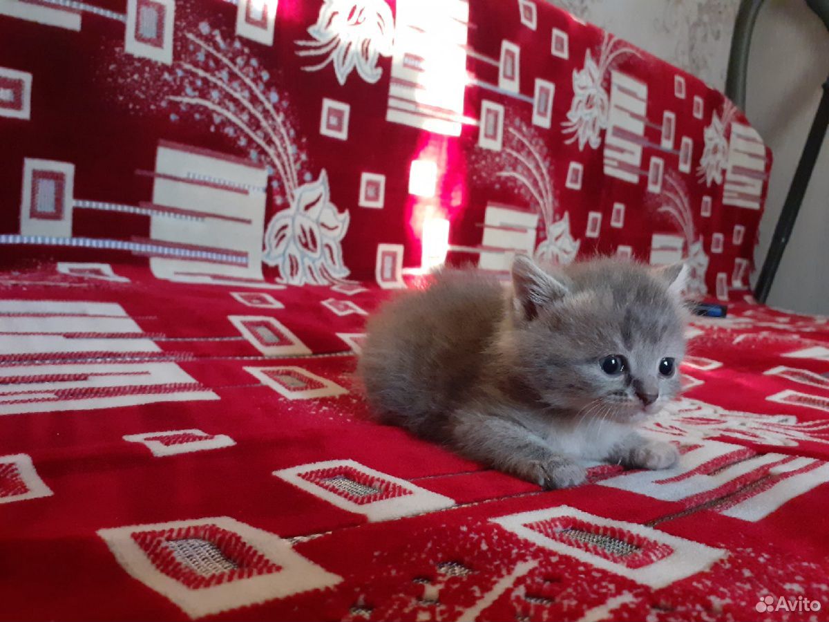 Вислоухие котята купить на Зозу.ру - фотография № 4