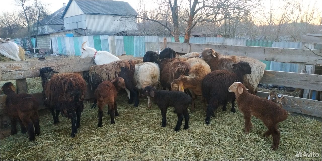 Продам овец. Эдильбаевская порода купить на Зозу.ру - фотография № 3