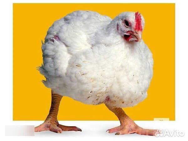 Росс 308 цыплята бройлера купить на Зозу.ру - фотография № 3