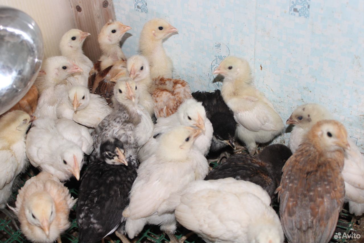 Домашние цыплята 2-х недельные купить на Зозу.ру - фотография № 1