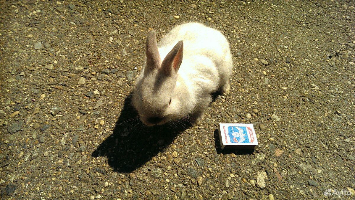 Кролик купить на Зозу.ру - фотография № 5