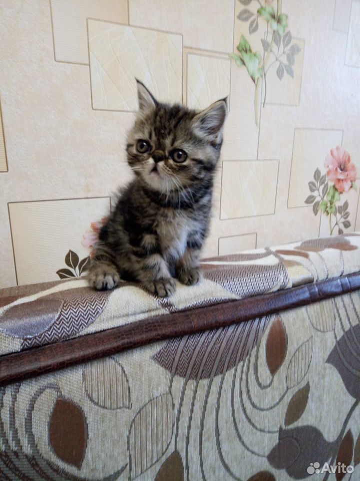 Экзотический котик купить на Зозу.ру - фотография № 2