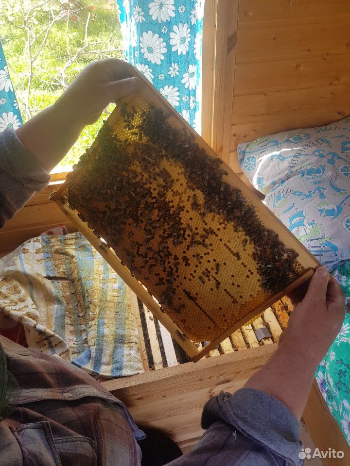Пчелы купить на Зозу.ру - фотография № 7
