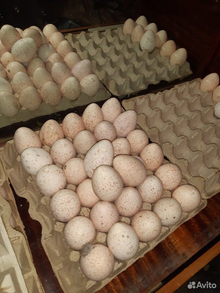 Инкубационное яйцо индюшиное купить на Зозу.ру - фотография № 1