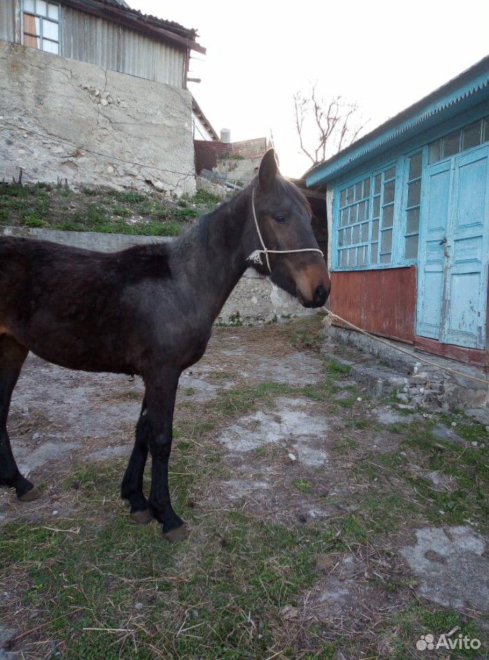Конь жеребец купить на Зозу.ру - фотография № 4