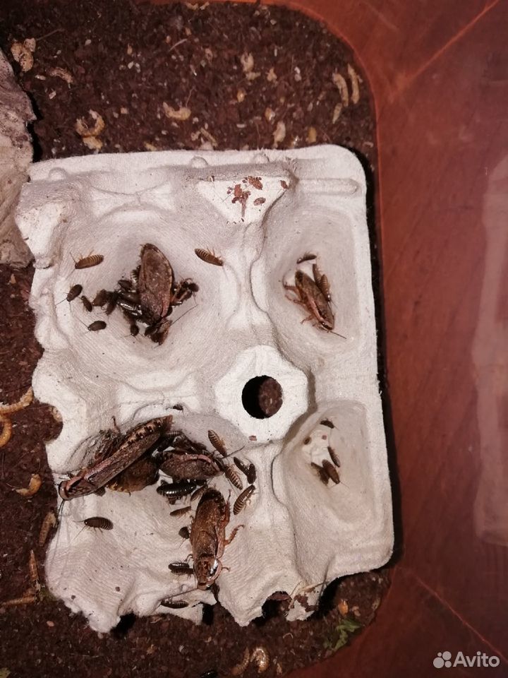 Мраморные тараканы купить на Зозу.ру - фотография № 3