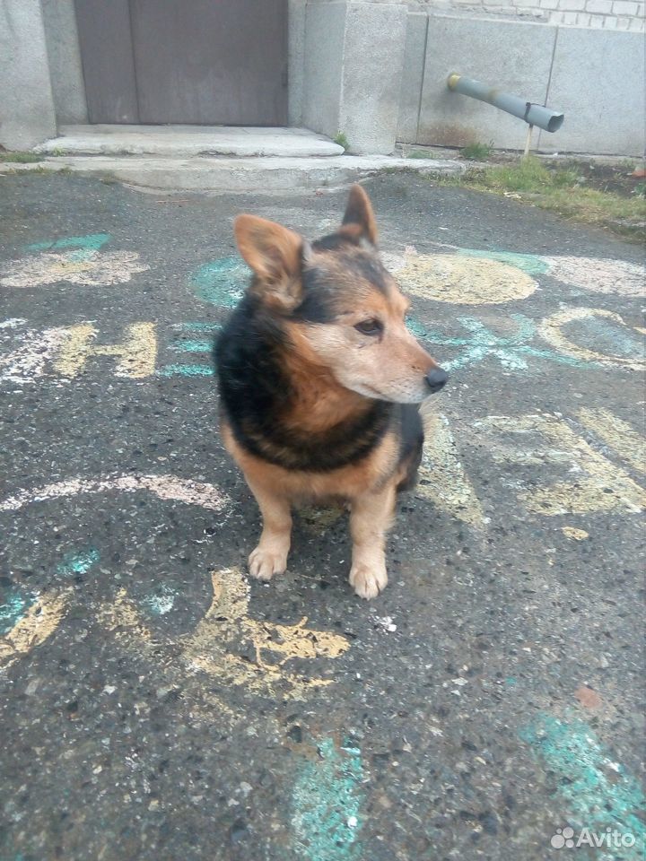 Собачка бездомыш купить на Зозу.ру - фотография № 3