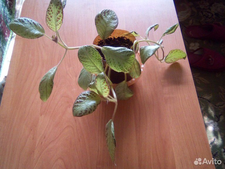 Вьющиеся растения купить на Зозу.ру - фотография № 3